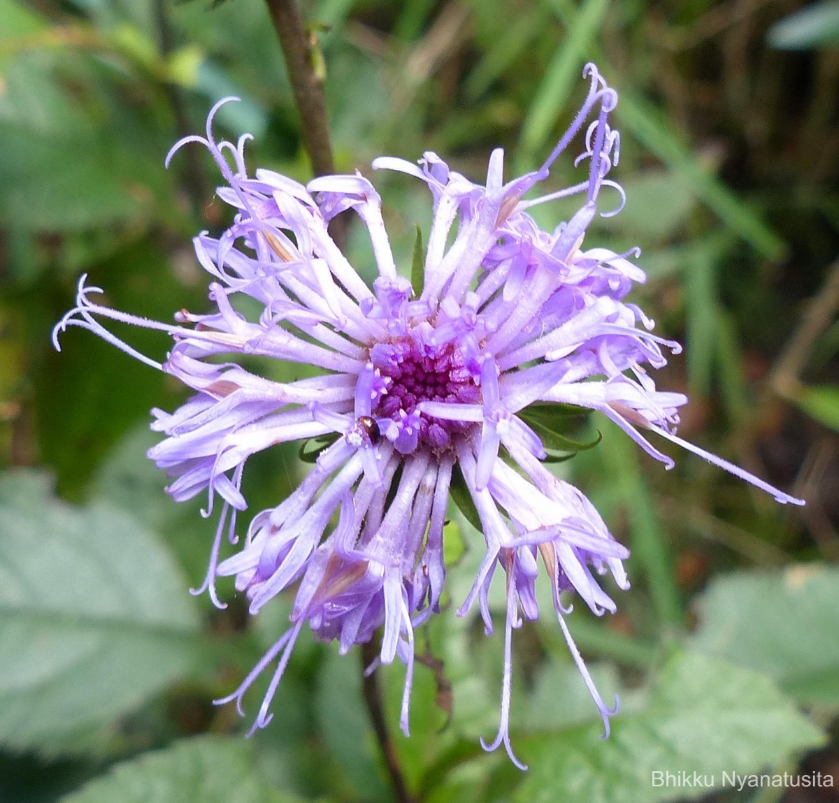 Acilepis gardneri (Thwaites) H.Rob. & Skvarla